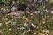 Andromeda polifolia. Flowers plants sun day in the swamp in Siberia