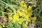 Androsace alpina - Dolomite`s wild flowers
