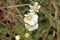 Androsace alpina - Dolomite`s wild flowers