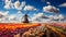 andscape with blooming colorful tulip field traditional dutch windmill and blue cloudy sy