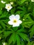 Anemonastrum canadense, the Canada anemone, round-headed anemone, round-leaf thimbleweed, meadow anemone, windflower