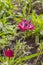 Anemone Admiral Double Flowering, bright magenta flower