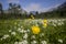 Anemone biarmia and globe flower