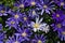 Anemone blanda, Balkan anemone, Grecian windflower or winter windflowers directly above