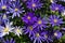 Anemone blanda, Balkan anemone, Grecian windflower or winter windflowers directly above