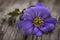 Anemone Blanda Blue