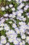 Anemone blanda flowers, flower bed in UK garden in spring