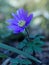 Anemone blanda. Spring flowers.