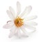 Anemone Blanda white shade or Grecian Windflowers