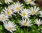 Anemone blanda white splendour, a group of white flowers