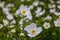 Anemone canadensis flowers, Canada anemone