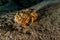 Anemone Carrier Hermit Crab in the Red Sea