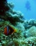 anemone clownfish coral reef scuba diver philippines