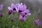 Anemone coronaria, also known as Spanish marigold in Turkey outdoor in winter, the Mediterranean primrose.