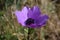 Anemone Coronaria Close up