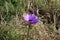 Anemone Coronaria Close up II