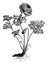 Anemone Coronaria Flore-Pleno Flower vintage illustration