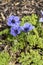 Anemone coronaria \\\'Mister Fokker