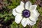 Anemone coronaria or poppy anemone