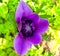 Anemone coronaria (Poppy Anemone) \\\'St. Brigid\\\'