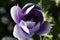 Anemone coronaria, purple spring flower, poppy anemone, windflower