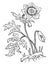 Anemone Coronaria vintage illustration