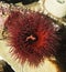 ANEMONE DE MER aulactinia reynaudi