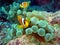 Anemone Fish