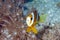 Anemone fish