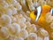 Anemone fish - NEMO