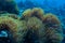Anemone fish underwater in Indian ocean