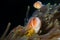 Anemone fishes Nemo Indonesia Sulawesi