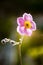 Anemone flower against a backdrop of vibrant green foliage.