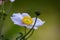 Anemone flower with bright yellow stamens macro photography in a autumn day.