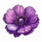 Anemone Flower Clipart: Tattoo-inspired Purple Flowers On White Background