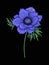 Anemone flower for embroidery in botanical illustration style on