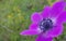 Anemone flower  sky background spring easter greek nature