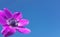 Anemone flower  sky background spring easter greek nature