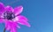 Anemone flower  sky background spring easter greek nature