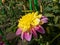 Anemone Flowering Dahlia \\\'Boogie Woogie\\\' blooming with bicolor purple and yellow flower with ruffled petals