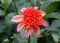 Anemone-flowering dahlia `Totally Tangerine` flower