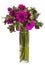 Anemone flowers bouquet isolated