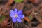 Anemone flowers with delicate blue petals on a bush with green leaves in a meadow