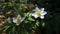 Anemone flowers in forest