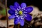 Anemone hepatica