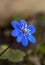 Anemone hepatica