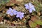 Anemone hepatica - Blue meadow medicinal plant