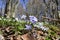 Anemone hepatica flowers