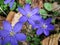 Anemone hepatica liverwort vibrant blue early spring flowers