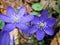Anemone hepatica liverwort vibrant blue early spring flowers